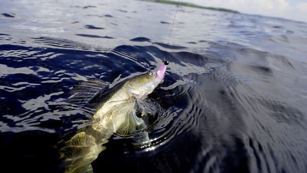 Der Zander-Knaller in Finnland