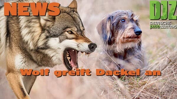 DJZ News 17.04.2024