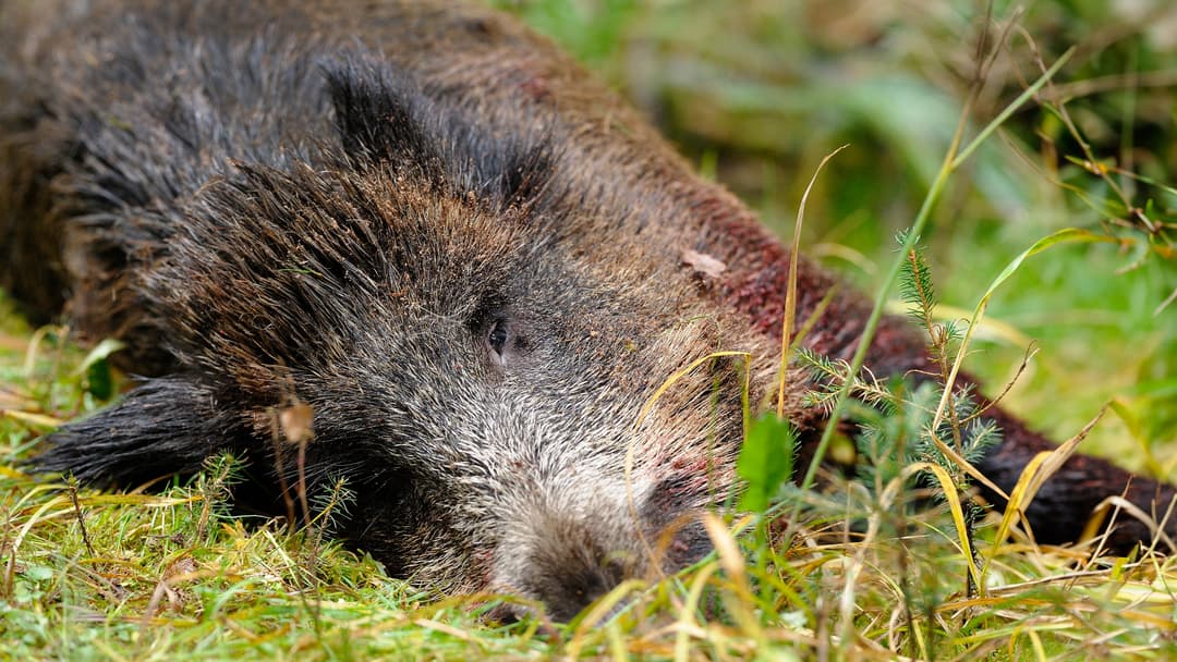 Beherzt und beherrscht