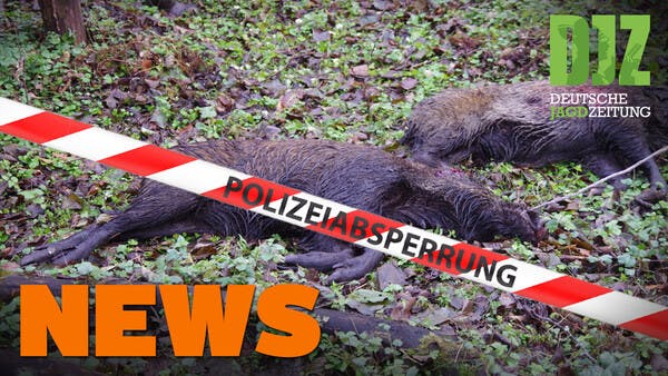 Polizei sucht Wildkameras, Biberfalle entdeckt, ASP-Update u.w. - DJZ-News 39/2020
