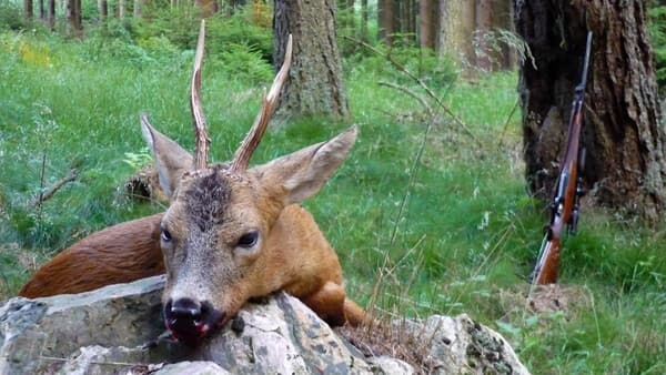 Deutsche pro Jagd