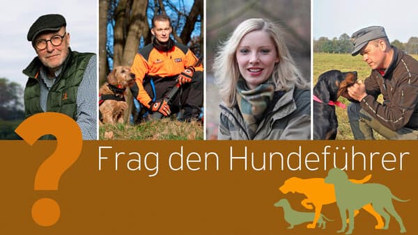 Augenerkrankungen beim Jagdhund