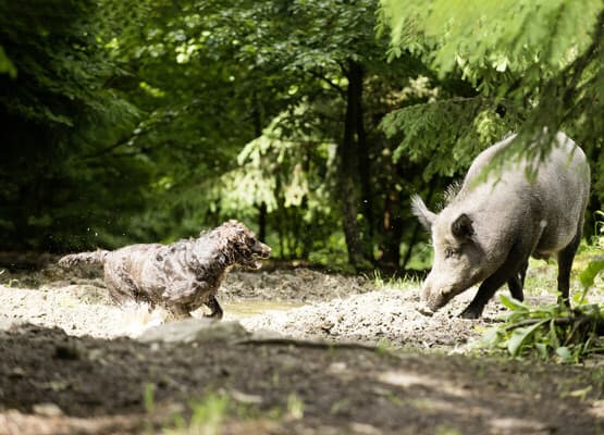 Schwarzwildübungsgatter, Teil 1: Stressfrei im Gatter