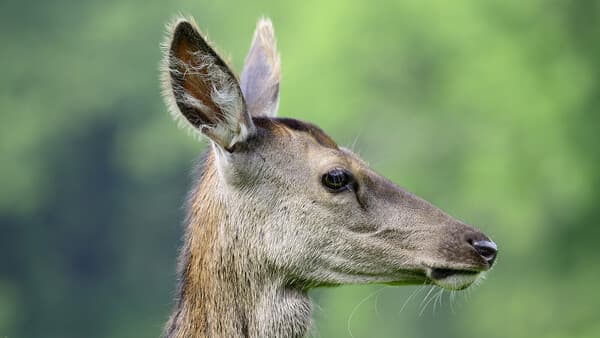 Bemerkungen über das Edelwild