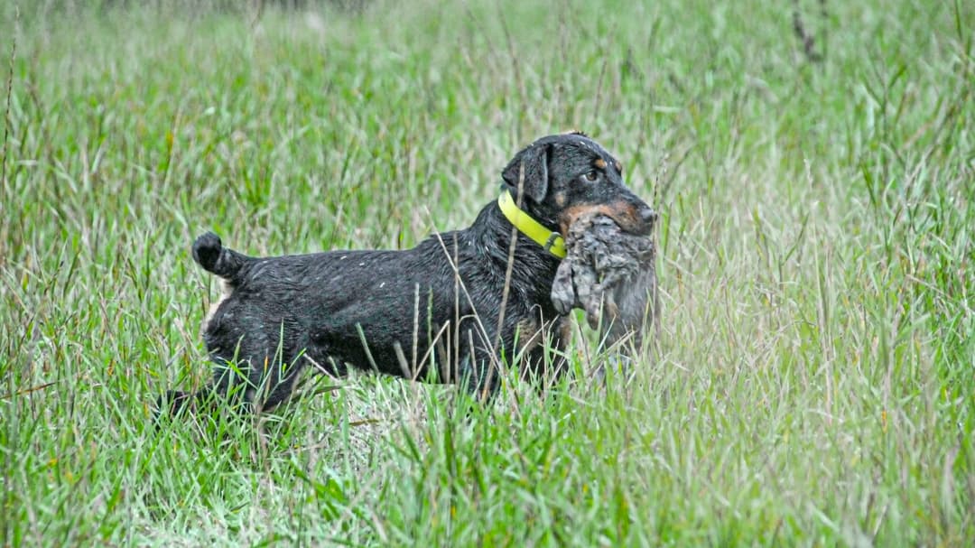 Terrier im Premiumtest