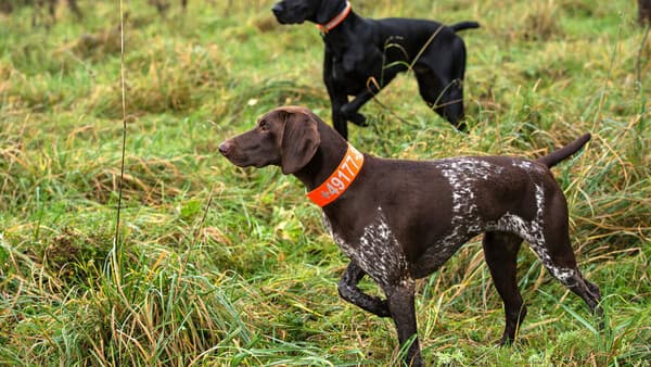    „Wir brauchen ALLE Hunde!“