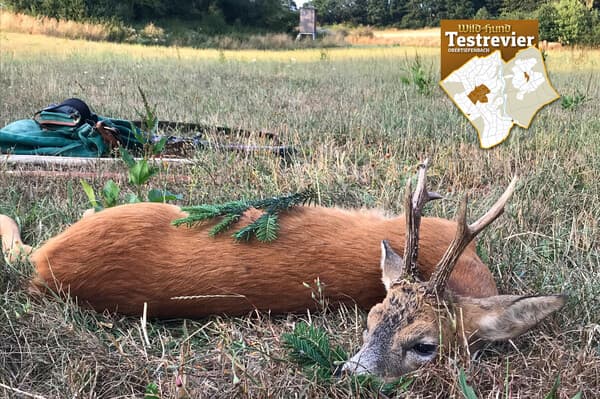 Aus dem WILD UND HUND-Testrevier  – Ein Bock im Testrevier