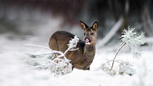 Rehe machen glücklich