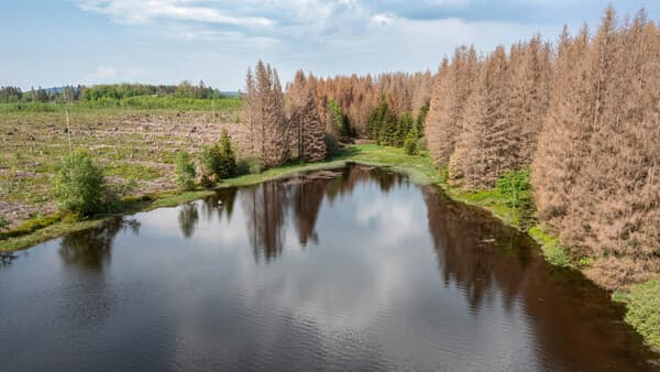 Harz-Forellen angepirscht