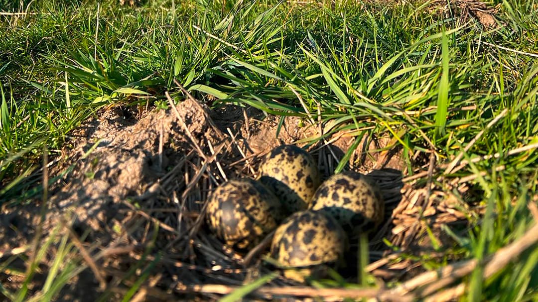 Zwischen Landwirtschaft und Prädation