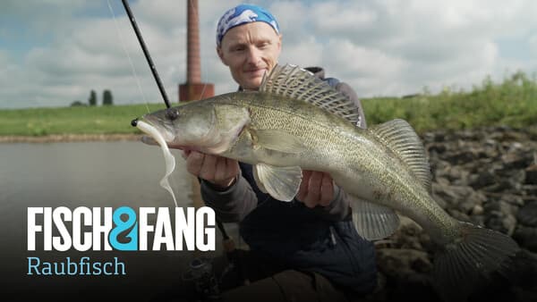 So ticken Zander: Twister
