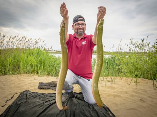 Pelagisch auf Aal