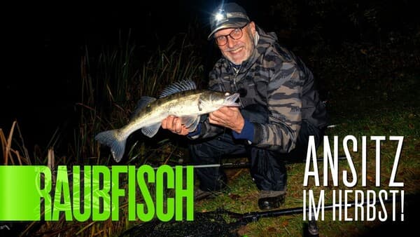 Herbstzander mit dem Köderfisch!