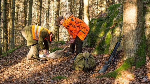 Das Set für den Wald