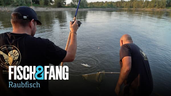 Feedern auf Zander