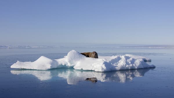 Walrossjagd im Nordmeer