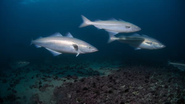 So ticken Fische: Tiefe Einblicke aus dem Norden!