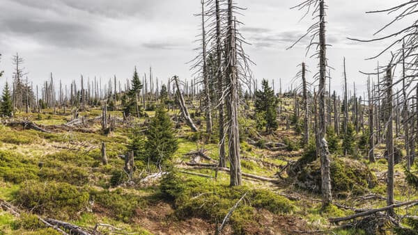 Wetter und Wald im Wandel