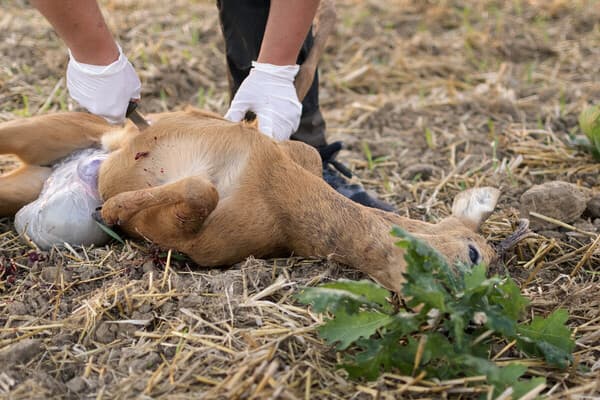 Messer scharf – In Feld und Wald