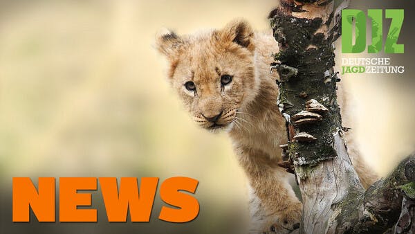 Nachtzieltechnik, Löwenbaby auf A 5, Bleischrotverbot u.w. - DJZ-News 37/2020