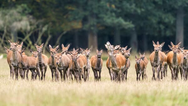 Rotwild muss wandern dürfen!