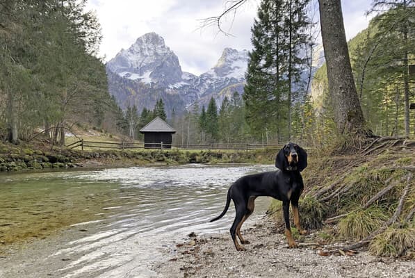 Der Hund aus den Bergen