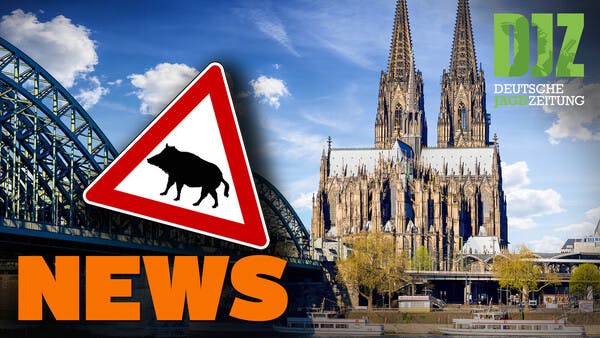 Jägerprüfung statt Bundestagssitzung, Amoklauf in Heidelberg, Gericht stoppt Wolfsabschuss u.w. - DJZ NEWS 4/2022