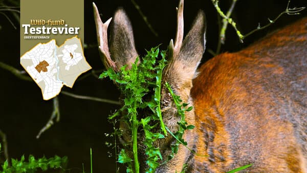 Die Blattjagd beginnt!