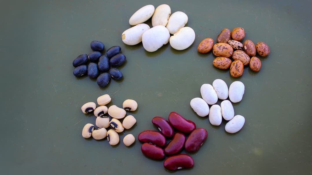 Interessiert mich die Bohne