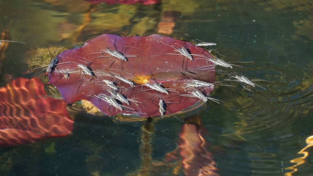 Futter bei die Fische