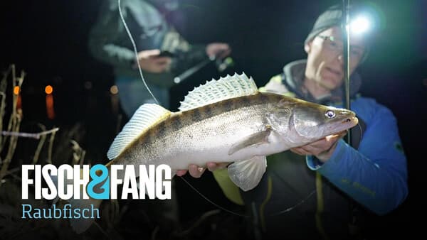 So ticken Zander: Nachtschicht am Rhein