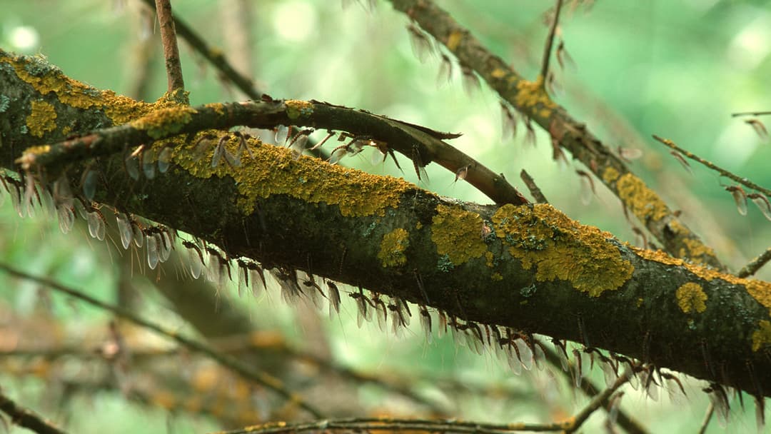 Die verlorene Unschuld