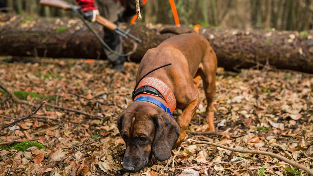Diagnose Wildbretschuss: vergessen!