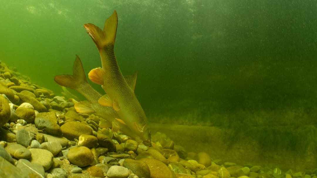 Fische im Stress