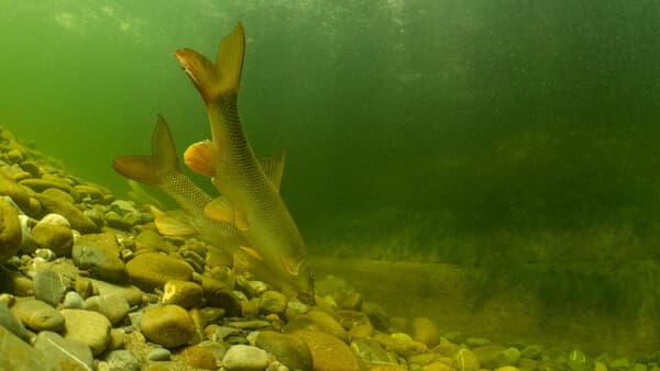 Fische im Stress