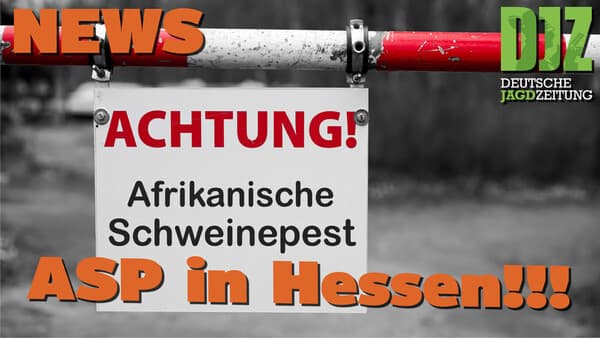 DJZ News 19.06.2024