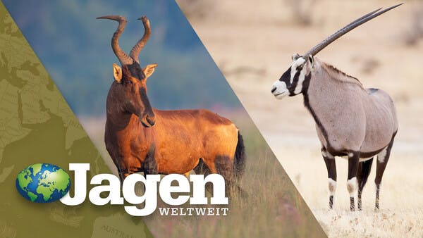 Namibia, Teil 2: Auf Oryx und Hartebeest