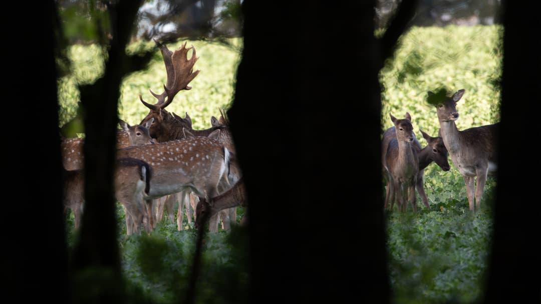 Von Hirschen und Hasen