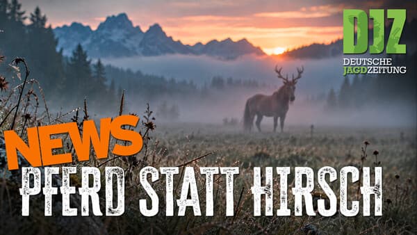 DJZ-News – Fehlansprache kostet Lizenz