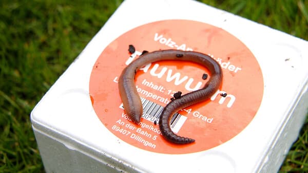 Rund um den Wurm
