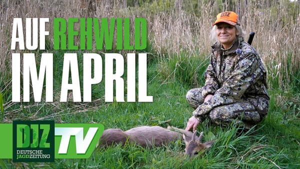 Jagen an der Straße – Auf Rehwild im April