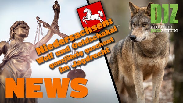 Jagdgesetznovelle in Niedersachsen verabschiedet, Wolf im Jagdrecht u.w. - DJZ NEWS vom 18.5.22