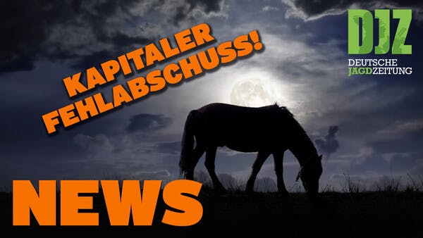 Kapitaler Fehlabschuss, Kaiserslautern zieht Notbremse, Zoo Hannover u.w. - DJZ NEWS 16/2022