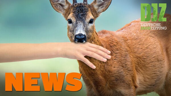 Reh beißt Kind, Jagd ist wichtig, keine Hundeprüfungen u.w. - DJZ-News 16/2020