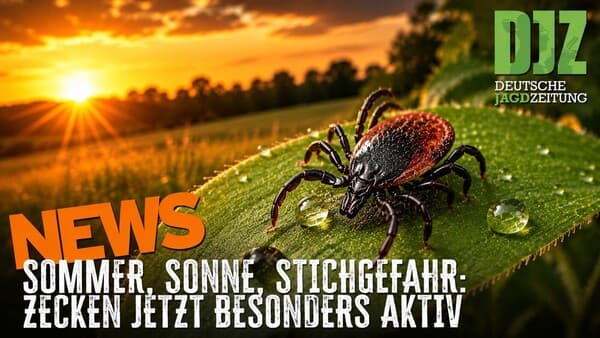 DJZ-News: Geladene Büchse im Auto, Zecken-Alarm und ASP rückt näher