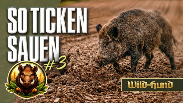 So ticken Sauen – Wenn die Saat zieht