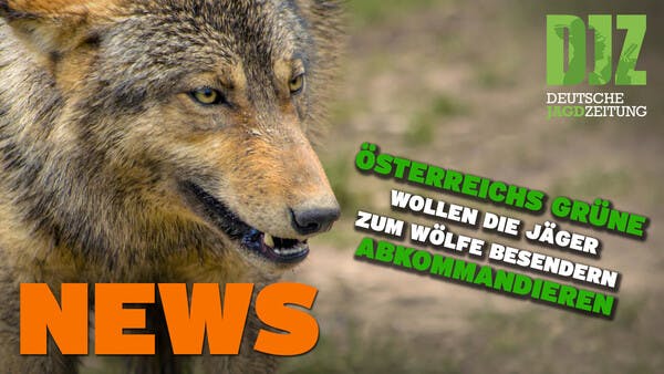 Rehkadaver in Müllsack, Jäger sollen Wölfe besendern, mehr Hasen u.w. - DJZ NEWS 13. April 2022