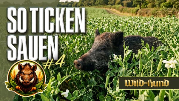 So ticken Sauen – Bis zur letzten Patrone