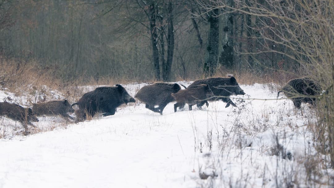 Gemischte Reaktionen