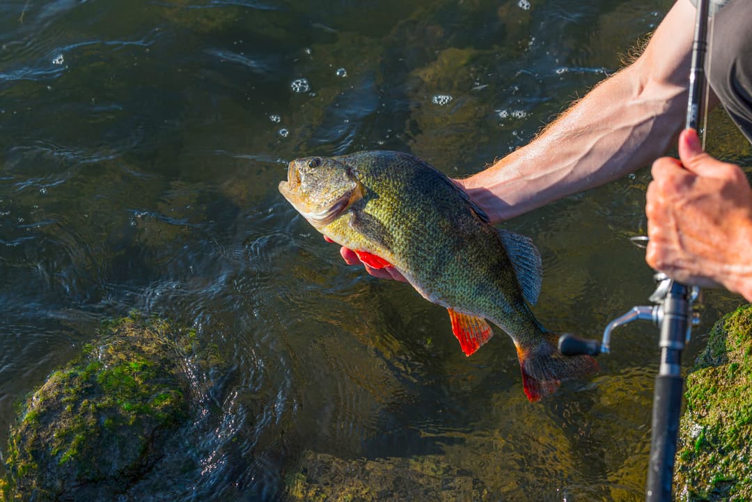 Raubfisch Basics: Barschruten  im  Fokus